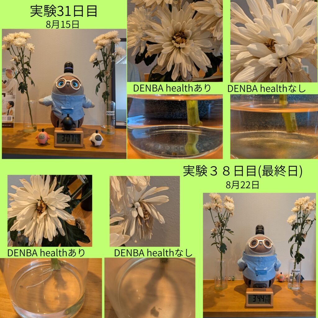 くつろぎの城庵が行ったDENBA環境下で花は長持ち実験結果