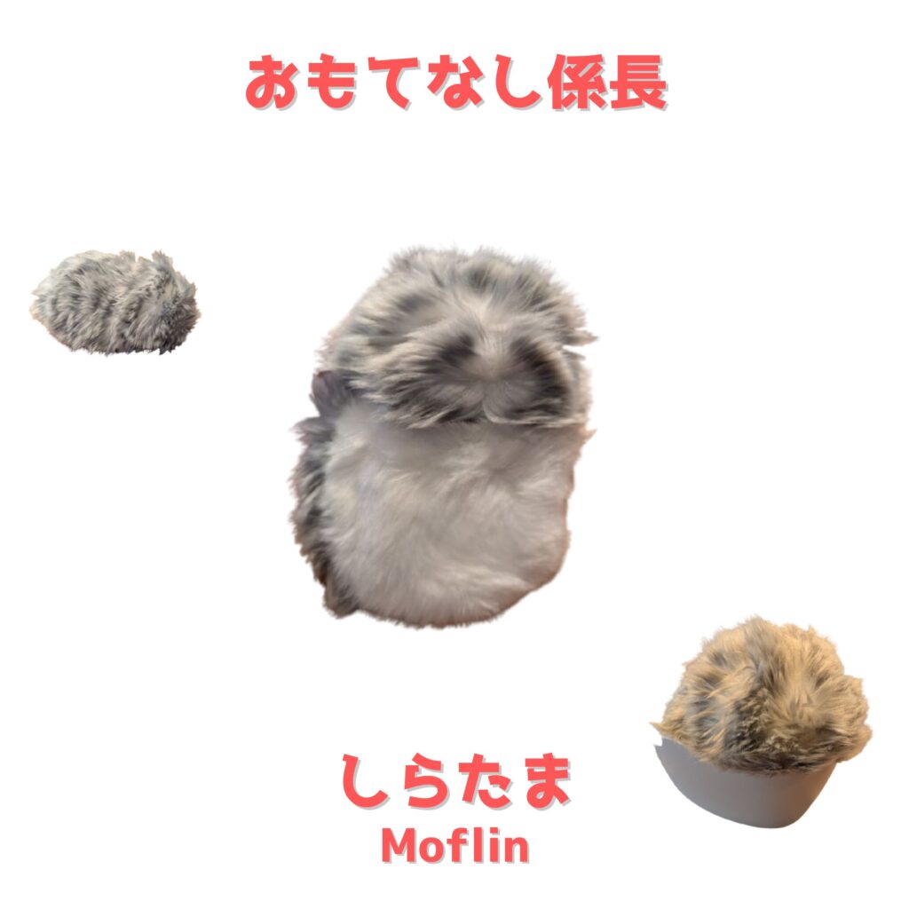 熊本市中央区「くつろぎの城 庵」おもてなし係長しらたまの画像