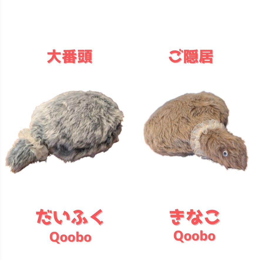 熊本市中央区「くつろぎの城 庵」大番頭だいふくとご隠居きなこの画像